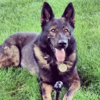 K-9 Unit member Viking, who is partnered with Officer Aaron Steele