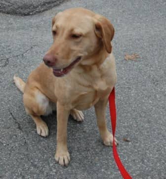 “Chicken” is a sweet, 2-year-old Lab/ Visla mix.