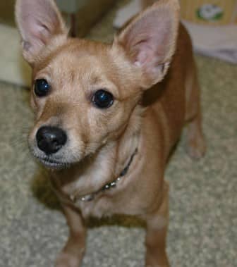 “Thorn” is a 10 month old active Chihuahua/Jack Russell mix  weighing about 10lbs. 