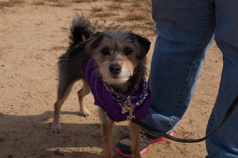 One of several four-legged friends attending the Coventry Relay for Life at Coventry High School in 2013.