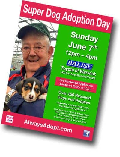 Super Dog Adoption Day comes to Balise Toyota in Warwick Sunday.