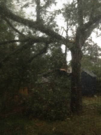 The view outside of Mike Dooley's Maple Street home this morning after a powerful storm  Aug. 4.