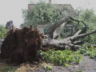 One of many fallen trees in Lakewood after the Aug. 4 storm, this one on Adams Street.