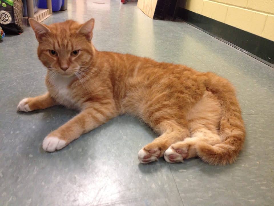 This cat was found on the Rte 37 ramp on Post Road North near the new Cumberland Farms Oct. 1.