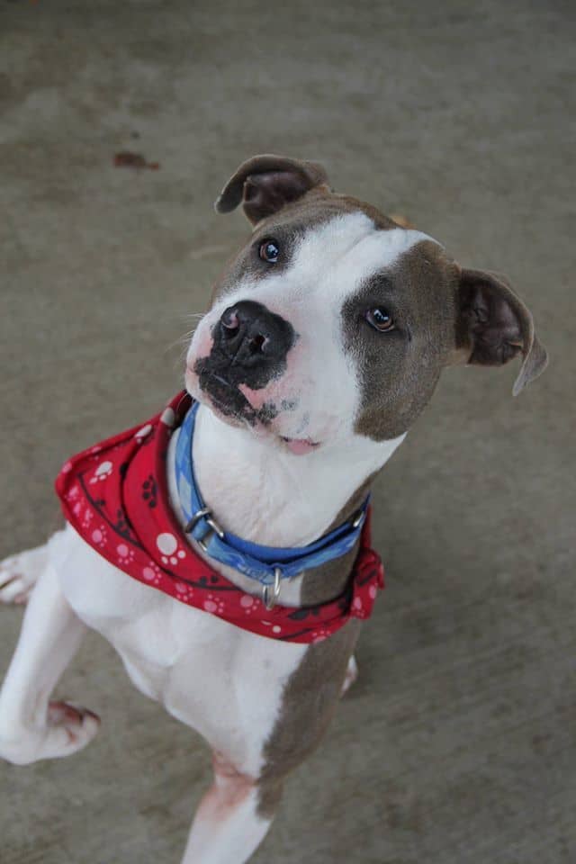 [CREDIT: Warwick Animal Shelter] “Haiku” is a 2-year-old pit bull  boy, weighing about 70 lbs. 