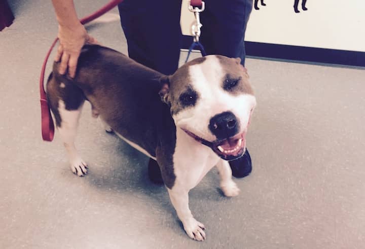 [CREDIT: Warwick Animal Shelter] “Haiku” is a 2-year-old pit bull  boy, weighing about 70 lbs. 