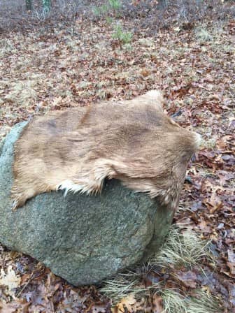 [CREDIT: WPD] A photo of a deer pelt found recently in Warwick City Park, evidence of illegal hunting.