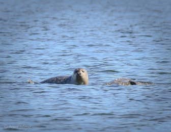Rocky Point Seals 3