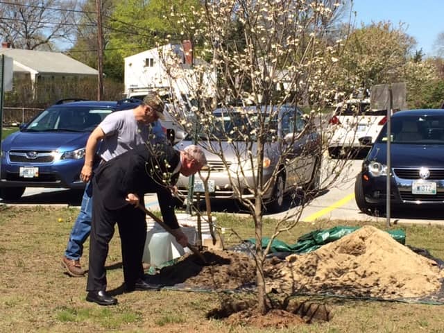 [CREDIT: Mayor Scott Avedisian's Office] Mayor Scott Avedisian  helps plant a tree dedicated at Norwood School April 28 during Arbor Day ceremonies.