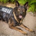 [CREDIT: Bethany Steere Photography] K-9 Officer Viking with his new bullet and knife-proof vest in 2018.