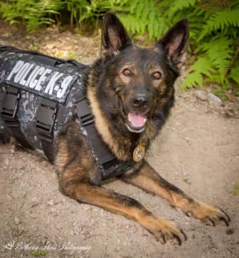 [CREDIT: Bethany Steere Photography] K-9 Officer Viking with his new bullet and knife-proof vest in 2018.