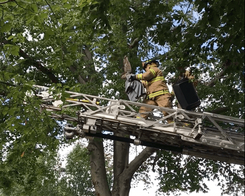 [CREDIT: WPD] The Warwick Fire Department rescued a barred owl from a tree on Royal Avenue Oct. 11.