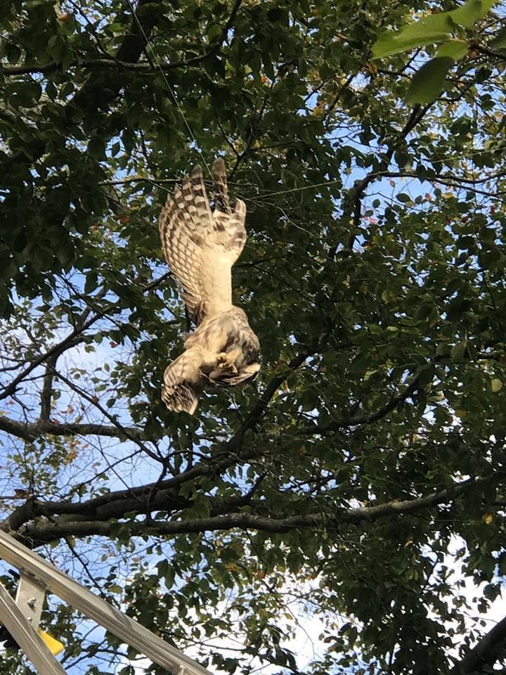 [CREDIT: WPD] The barred owl as Warwick Firefighters found it, hanging from one wing tangled in fishing line.