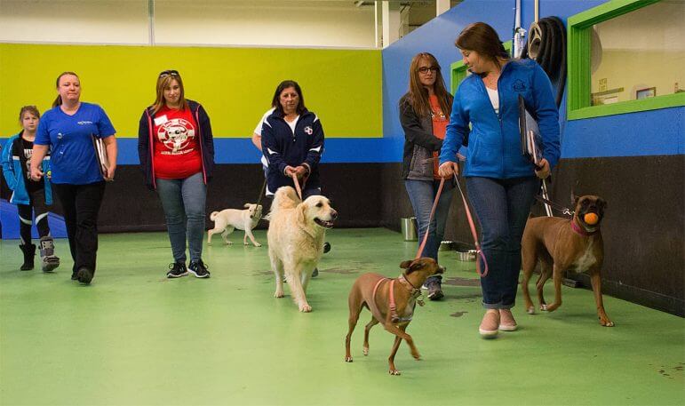[CREDIT: Rob Borkowski] A group of pet owners and dogs walk inside Bow Chicka Wow Town Sunday afternoon during the 2018 Bark for Life.