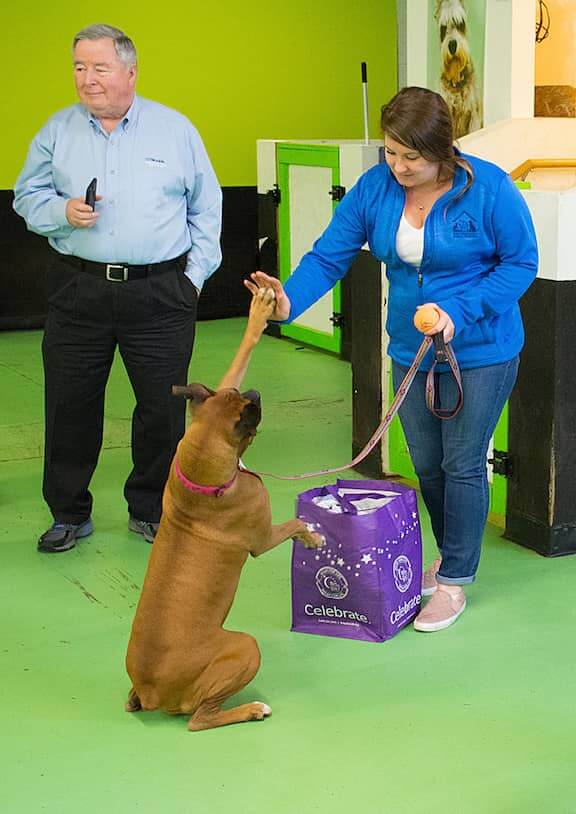 [CREDIT: Rob Borkowski] Ashley Sears accepts a high-five from her dog, Lily, a Boxer, during the trick competition. Lily was also able to play dead and shake hands.
