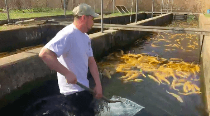 [CREDIT: RIDEM] RI DEM's Tommy Thompson collects a few rainbow trout the agency will use to stock five state ponds for the 2018 Free Fishing Weekend.