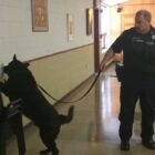 [CREDIT: Rob Borkowski] WPD Ptlm. Paul Wells is led to hidden drugs in in the community room during a demonstration of WPD K-9 Fox's tracking prowess for Lippitt students May 2.
