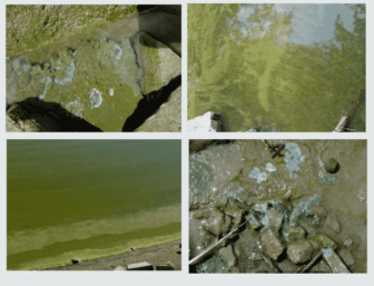 {CRTEDIT: EPA] Cyanobacteria, also known as blue-green algae, produce toxins that are hazardous to humans and animals.