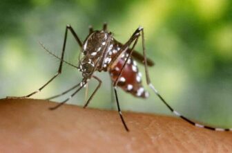 [CREDIT: CDC} Mosquitoes carrying the EEE virus have been found in Central Falls. The RI Department of Health recommends rescheduling early morning and late afternoon outdoor activities to early afternoon or to move them indoors to avoid mosquito bites that can transmit the virus.