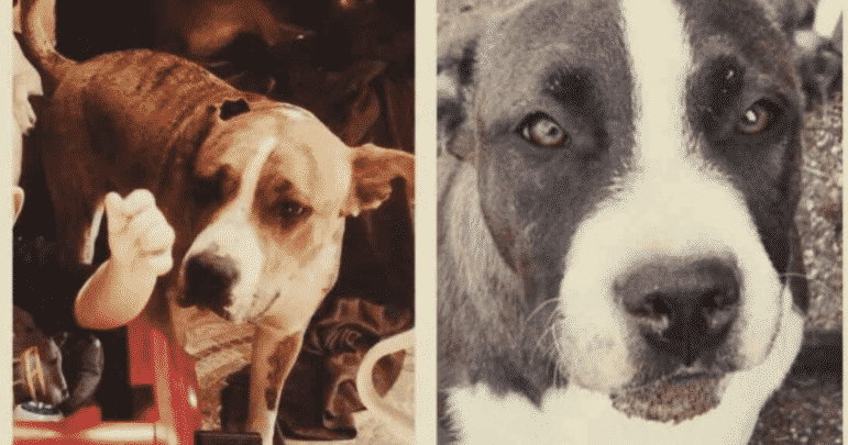 [CREDIT: GoFundme.com] The owners of Mia and Peanut, shot by a WPD officer Aug. 15 after one of them reportedly bit a person at the Buttonwoods CVS, have created a fundraiser in memory to Handsome Dan's dog shelter.