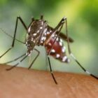 [CREDIT: CDC} Mosquitoes carrying the EEE virus have been found throughout RI. The RI Department of Health recommends rescheduling early morning and late afternoon outdoor activities to early afternoon or to move them indoors to avoid mosquito bites that can transmit the virus.