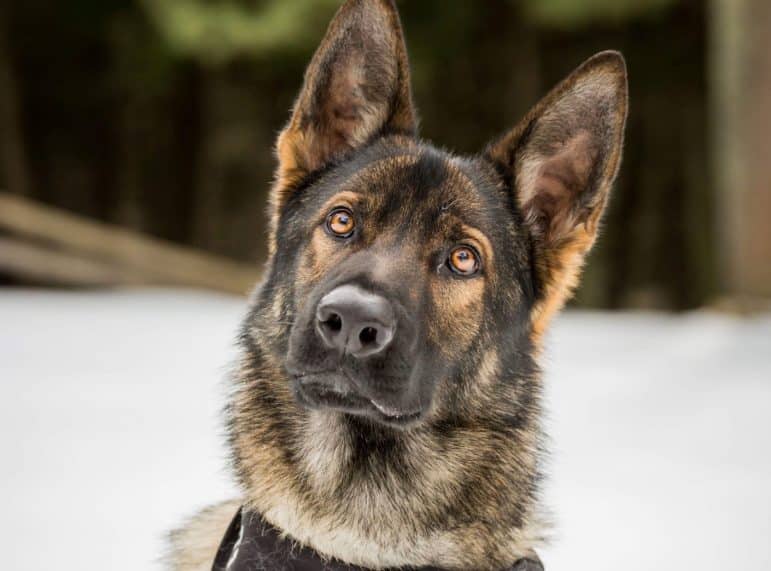 [CREDIT: WPD] K9 Garry will receive a bullet and stab protective vest thanks to non-profit Vested Interest in K9s and AAA Northeast.