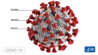 [CREDIT: CDC] This image shows the shape of coronaviruses. Spikes that adorn the outer surface of the virus, which impart the look of a corona, microscopically. In this view, the protein particles E, S, and M, also located on the outer surface of the particle, have all been labeled.