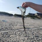 [CREDIT: Mary Carlos] A Portuguese Man o’ War found washed up at Scarborough State Beach Sept. 8. The DEM warns the stinging creatures are following warm waters toward RI shores.