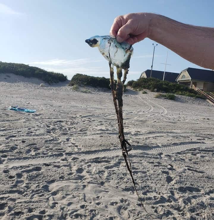 [CREDIT: Mary Carlos] A Portuguese Man o’ War found washed up at Scarborough State Beach Sept. 8. The DEM warns the stinging creatures are following warm waters toward RI shores.