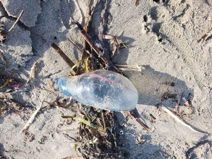 [CREDIT: Mary Carlos]  A Portuguese Man o’ War found washed up at Scarborough State Beach Sept. 8.  