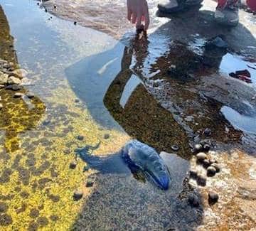 {CREDIT: DEM} Beach staff retrieved a Portuguese Man o’ War at Scarborough State Beach Sept. 7.