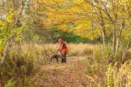 [CREDIT: DEM] The small game season for pheasant, cottontail rabbit, gray squirrel, bobwhite quail, red and gray fox opens this Saturday, Oct. 17,