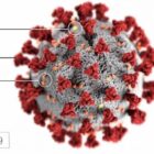 [CREDIT: CDC] An image of the novel coronavirus that causes COVID-19. COVID-19 variant B-117, the most common in the U.S., is also spreading in RI, and is 50% more transmissible and 50% more deadly.