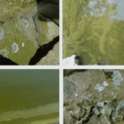 [CREDIT: EPA] Cyanobacteria, also known as blue-green algae, produce toxins that are hazardous to humans and animals.