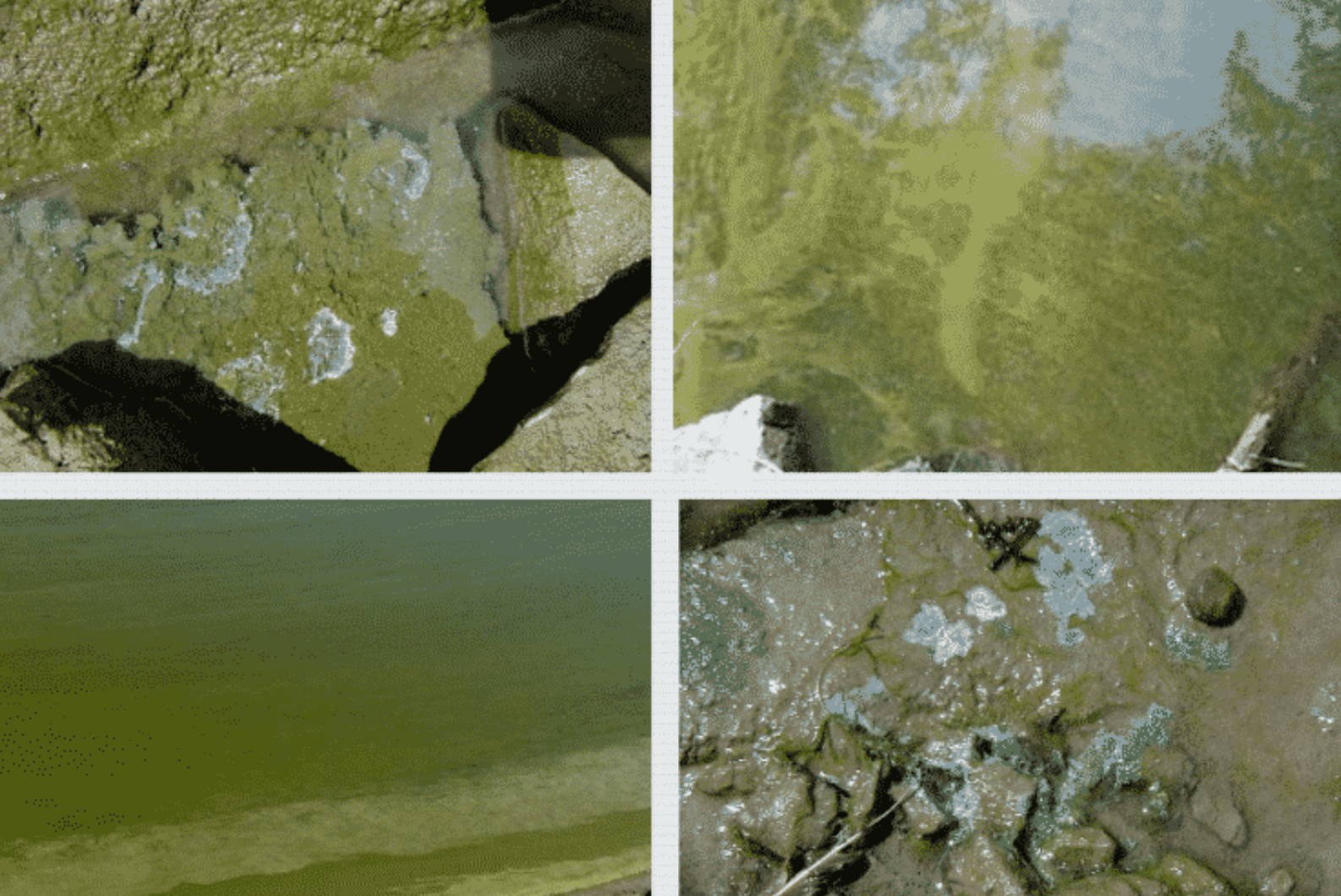 [CREDIT: EPA] Cyanobacteria, also known as blue-green algae, produce toxins that are hazardous to humans and animals.