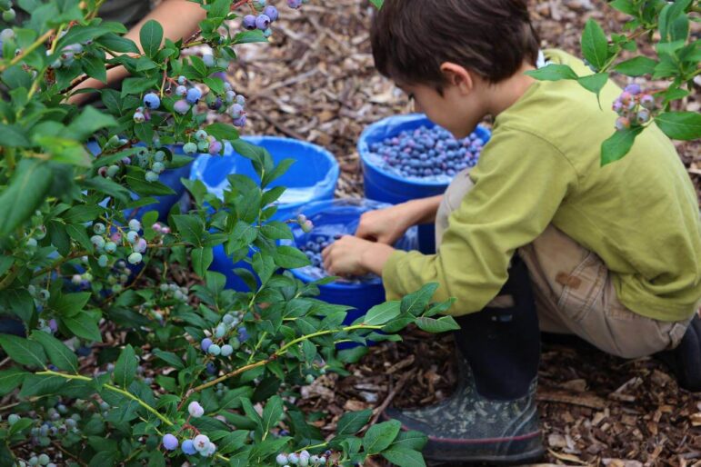 [CREDIT: Rocky Point Blueberry Farm] The weather is shaping up nicely this weekend for many outdoor activities, including blueberry picking at Rocky Point Blueberry Farm.