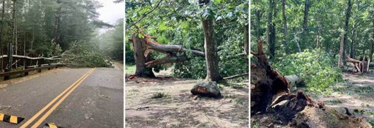 [CREDIT: DEM] About 150 trees at Burlingame State Campground came down during Tropical Storm Henri Sunday.