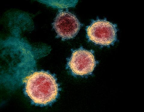 [CREDIT: CDC] An image of the novel coronavirus that causes COVID-19. A recent spike in cases has spurred a call for a renewed remote meetings executive order.