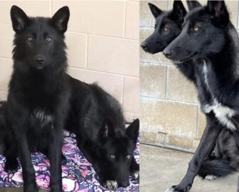 [CREDIT: Warwick Post Composite Images - Red Riding Hood Rescue] Wandering Warwick dogs secured from their owners April 20 are on their way to Red Riding Hood Rescue.