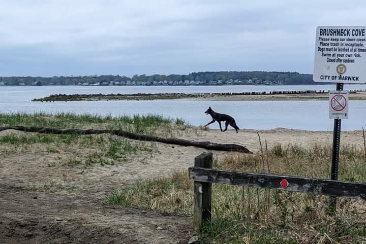 [CREDIT: Warwick Animal Shelter] Black coyotes spotted at Brushneck Cove this weekend are acting normally, aren't a threat, but do require distance and respect, experts reminded people.