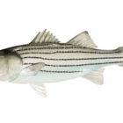 [CREDIT: DEM] DEM is setting a maximum size limit of less than 31 inches for striped bass recreational fisheries, starting Saturday.