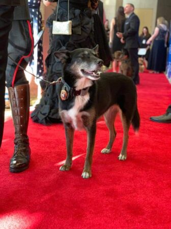 [CREDIT: American Humane Hero Dog Awards] K-9 Ruby, inspiration for the movie Rescued by Ruby, attends a red carpet reception for the American Humane Hero Dog Awards in 2018.