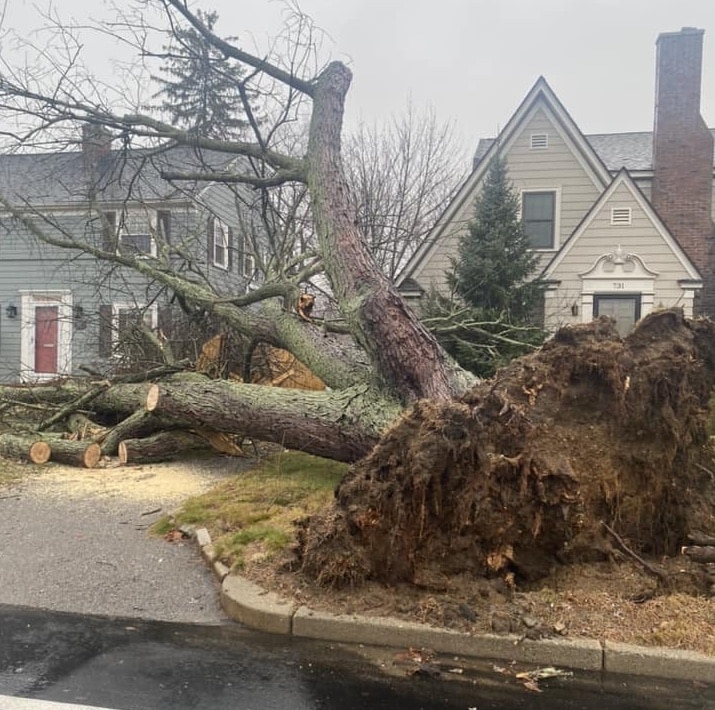 [CREDIT: Mayor Picozzi]  A large tree down on Narragansett Parkway. "A perfectly healthy tree that fell victim to a combination of high wind and saturated ground," Mayor Frank Picozzi wrote about the fallen tree.