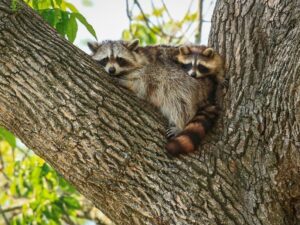 [CREDIT: Dean Birch] The raccoon-adapted strain of the rabies virus is widely found in the wild animal population throughout Rhode Island. DEM and RIDOH remind the public to revisit rabies prevention tips this spring.