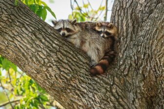 [CREDIT: Dean Birch] The raccoon-adapted strain of the rabies virus is widely found in the wild animal population throughout Rhode Island. DEM and RIDOH remind the public to revisit rabies prevention tips this spring.