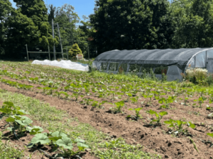 [CREDIT: Westbay Community Action] Westbay Farm is a 3-acre farm on the Barton Farm parcel, which the City Council will consider preserving in a public trust at the March 4 meeting.