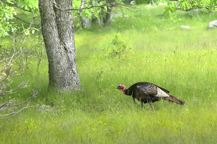 [CREDIT: Dean Birch] (DEM) is again asking the public to report sightings of wild turkeys between July 1 and Aug. 31.