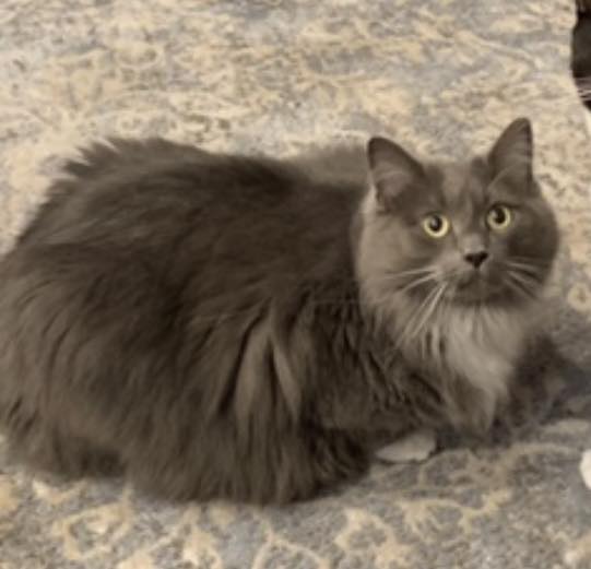 Tiger Eye Gift Shop staff are asking for help finding a cat that may have bee in Tiger Eye Gift Shop at the time of the fire.