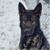 [CREDIT: CPD] Coventry Police report Hanz is in good health after treatment that led to animal cruelty charges.