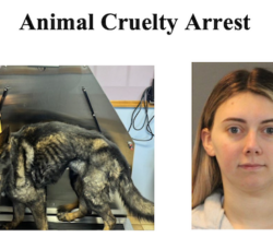 [CREDIT: CPD] Coventry Police report Hanz is in good health, and Caitlyn Pelton, 25 of Coventry, faces animal cruelty charges.
